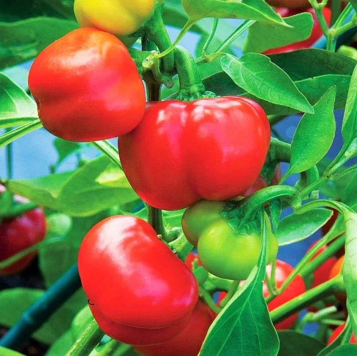 Pimento Pepper Seeds - 100 Count, Mild Sweet Capsicum annuum, Heirloom, Non-GMO, for Garden & Container Planting