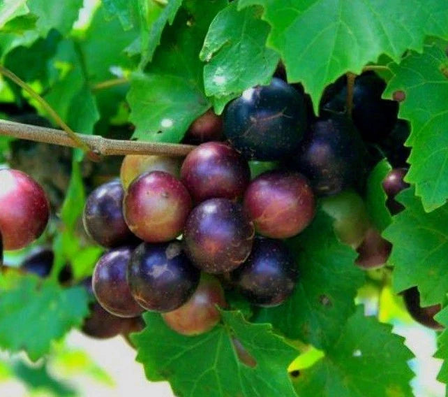 Muscadine Grape Vine Starter Plants 2-Pack | Vitis Rotundifolia | Edible Fruit, Bare Root, Climbing Vine, Zones 7-9