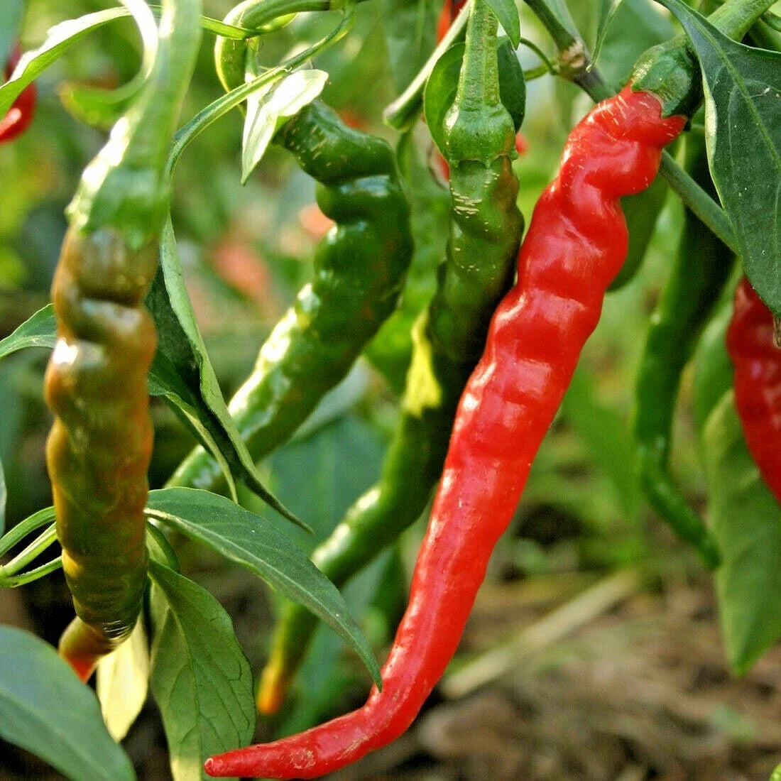 Organic Cayenne Pepper Seeds – Hot Red Variety for Summer Garden, Easy to Grow, Capsicum annuum, 25 Seeds Packet