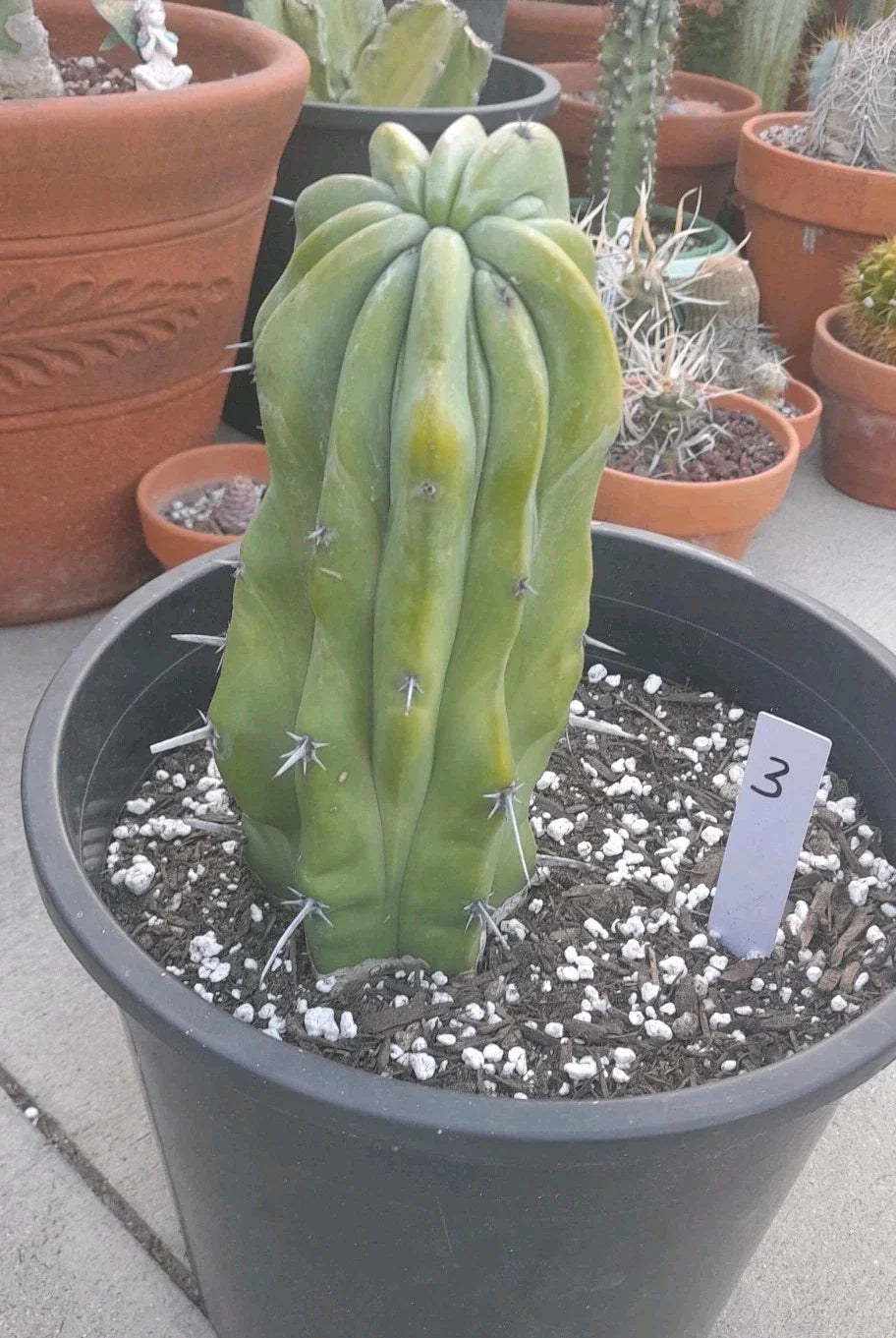 Crested Cactus Bare Root Myrtillocactus Geometrizans Succulent Plant - Unique Crested Shape, Drought-Resistant, Indoor/Outdoor