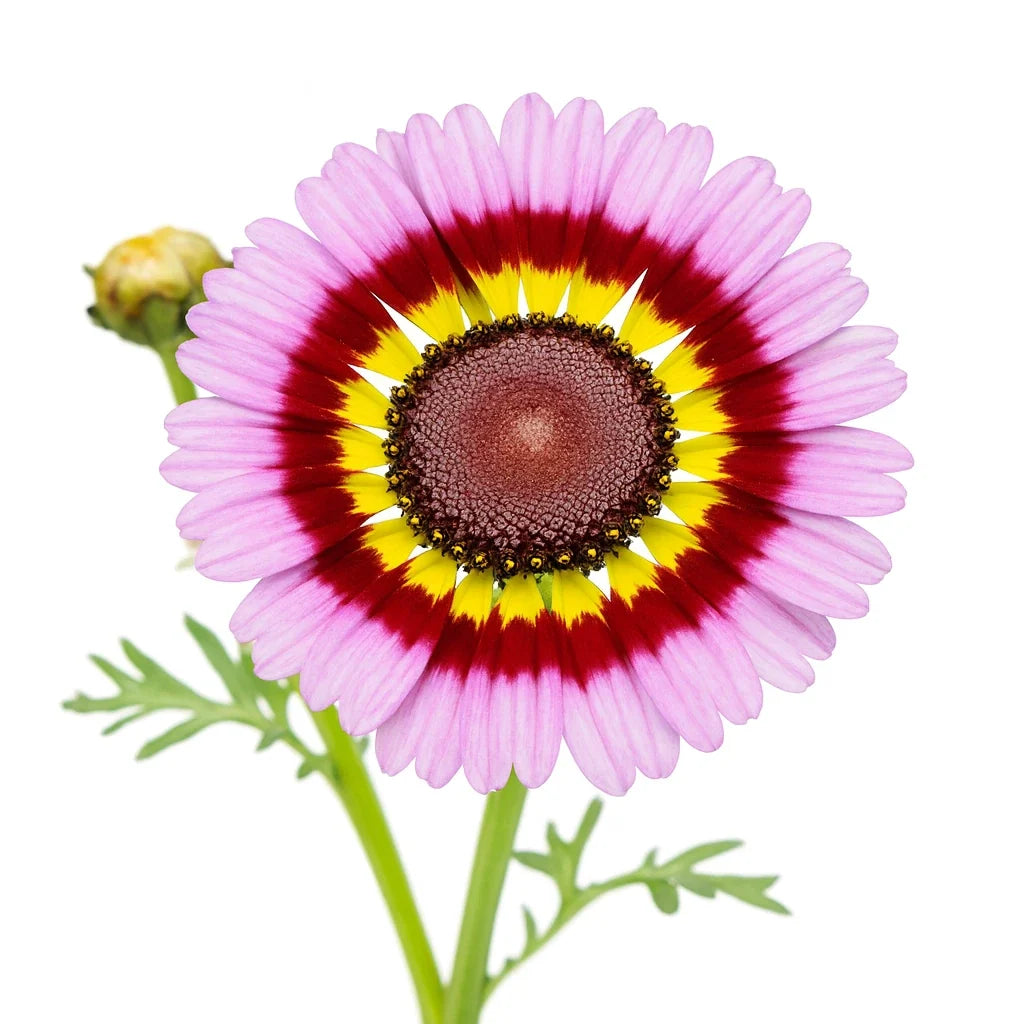 Painted Daisy Seeds - Tricolor Autumn Mix - Large Flowers - Chrysanthemum carinatum - Annual Flowering Plants - 2000+ Seeds