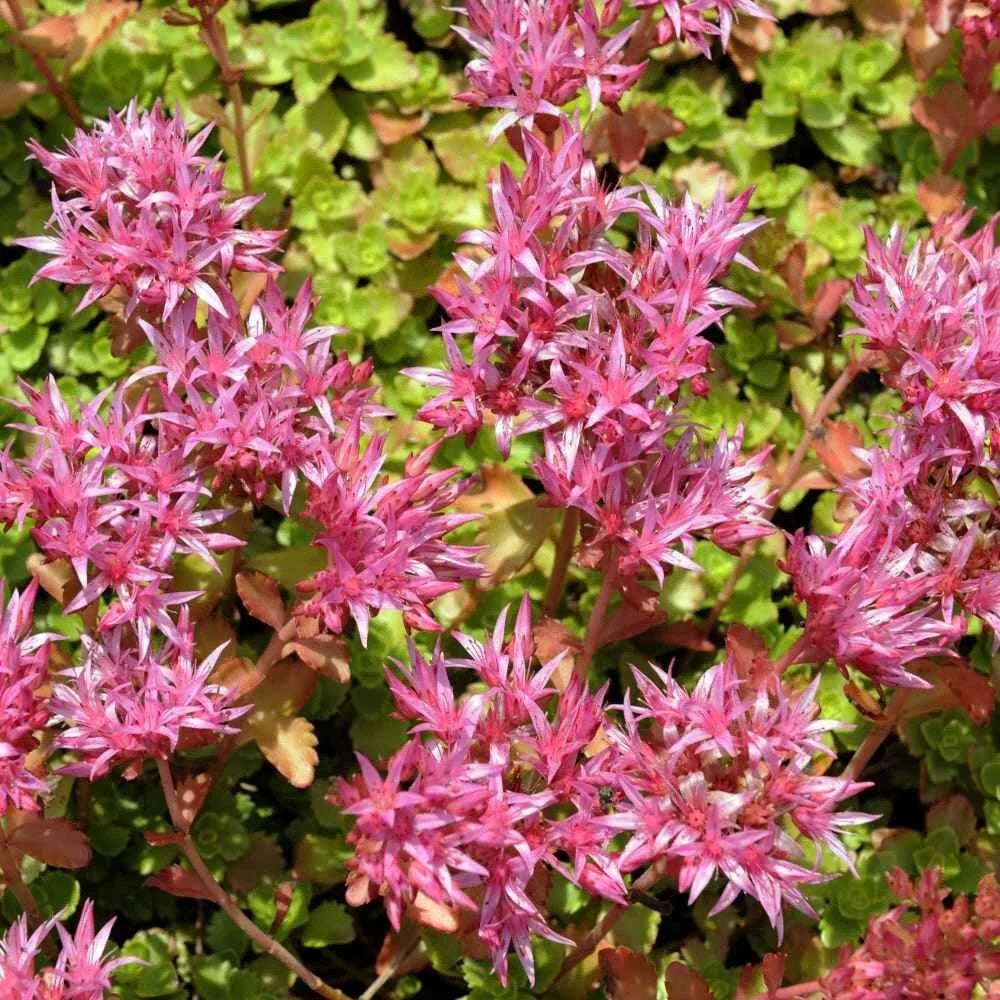 Purple Carpet Sedum Seeds - Spurium Coccineum Ground Cover, Drought-Tolerant, Low Maintenance, 500 Seeds
