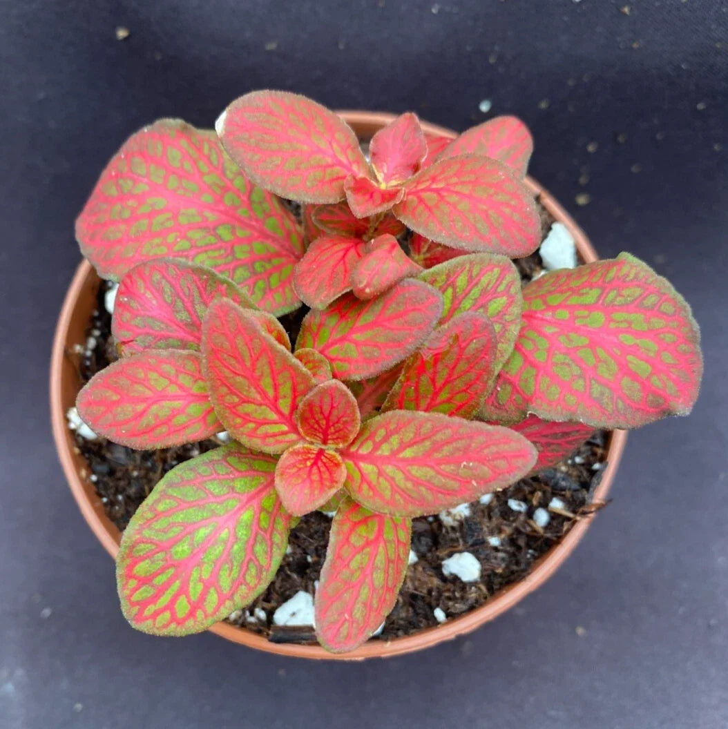 Fittonia Red Flame Plant 3" Pot – Colorful Low-Growing Fittonia albivenis Indoor Plant
