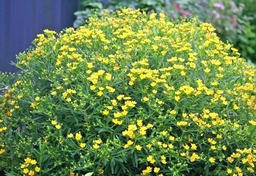 Great St. John's Wort Seeds - 501+ Pack - Native Perennial Herb Hypericum perforatum