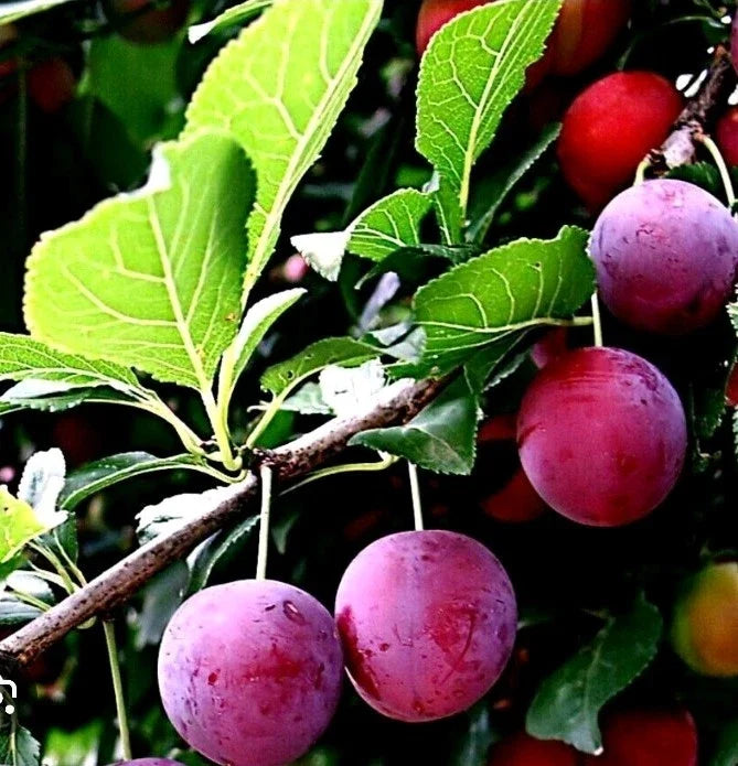 American Plum & Korean Giant Pear Cuttings – Grafting & Rooting, Prunus americana & Pyrus pyrifolia, Fruit Tree Propagation