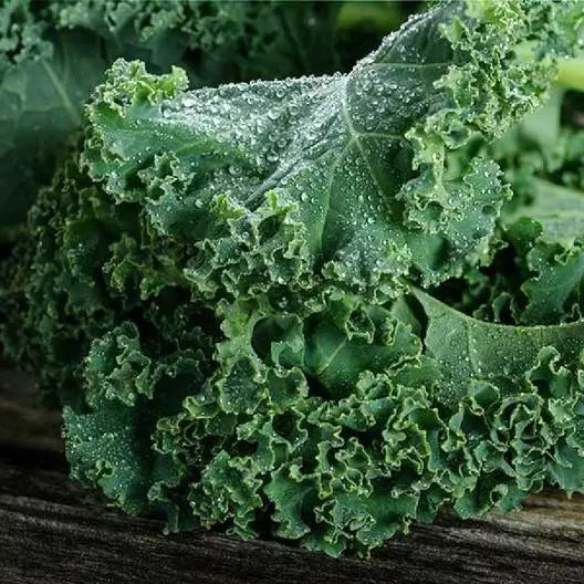 Kale Microgreens Seeds - Blue Curled Scotch Vates Heirloom - Non-GMO, 500 Seeds, Brassica oleracea var. sabellica