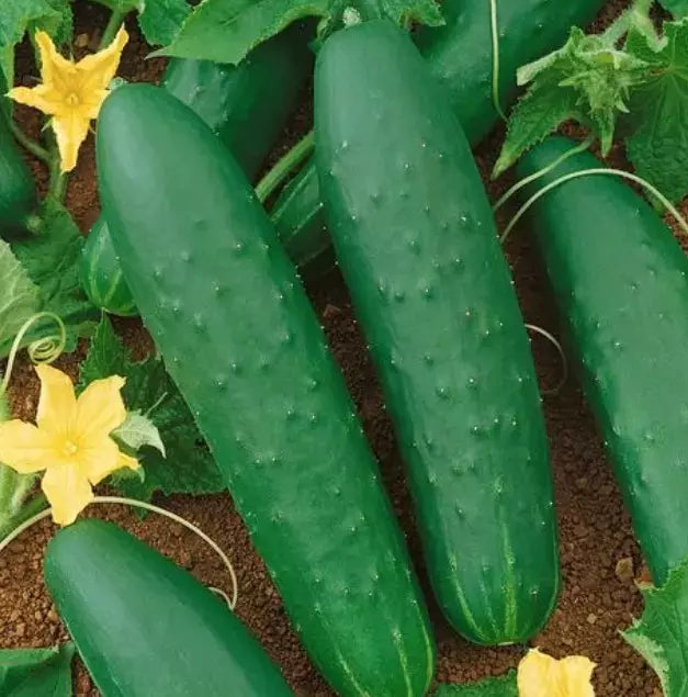 Double Yield Cucumber Seeds – Organic Heirloom, Non-GMO, Cucumis sativus, Vining Vegetable for Home Gardens and Containers