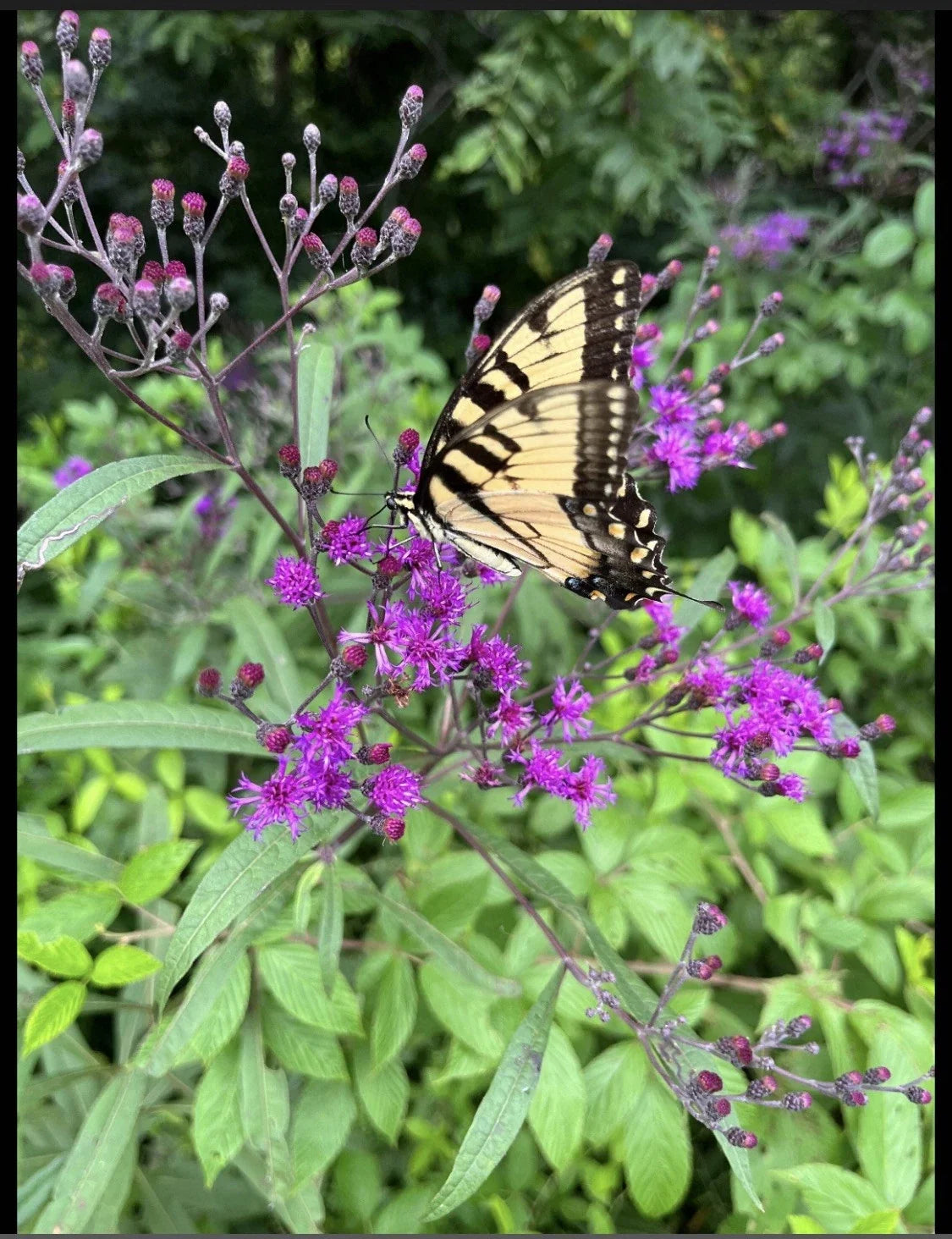 Joe Pye Weed Live Bare Root Plants – Eutrochium purpureum, 4 Pack, Purple Blooms, Perennial Garden Flowering Plants