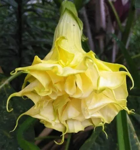 Triple Yellow Angel Trumpet Seeds - Brugmansia Datura - 10 Seeds for Garden
