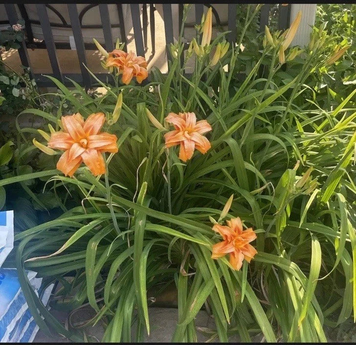 Kwanso Daylily Live Plants – 6 Bare Root, Hemerocallis fulva, Double Orange Blooms, Perennial Garden Plants