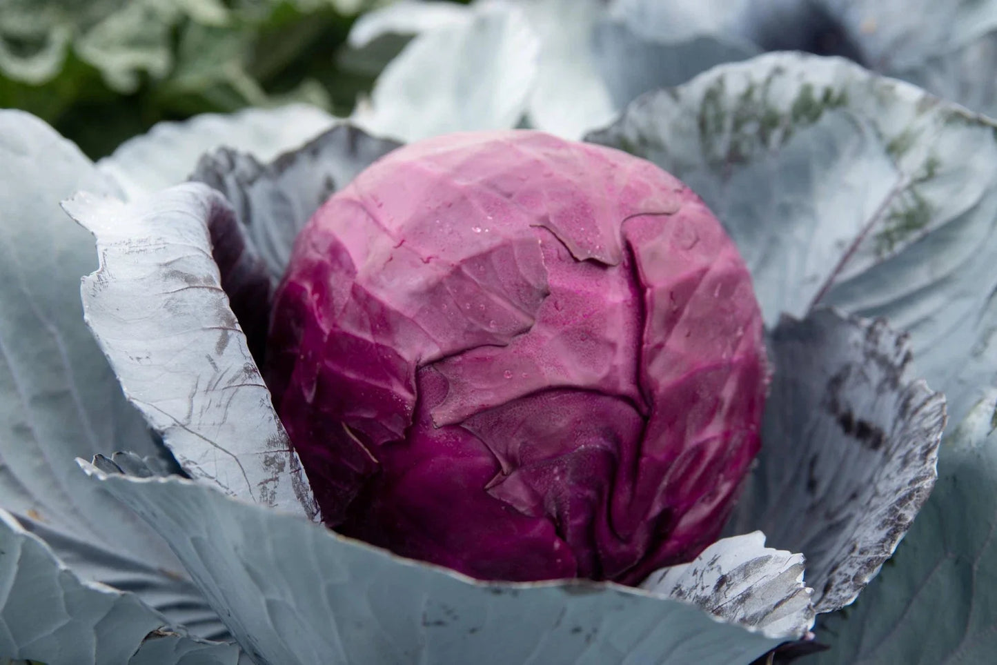 Red Acre Cabbage Seeds - Non-GMO Brassica Oleracea Variety for Gardening, Heirloom Vegetable Seeds, Compact Heads
