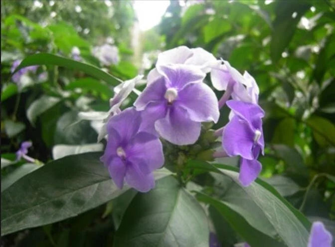 Purple Flowering Jasmine Seeds - Jasminum dichotomum - Fragrant Climbing Vine for Gardens & Containers