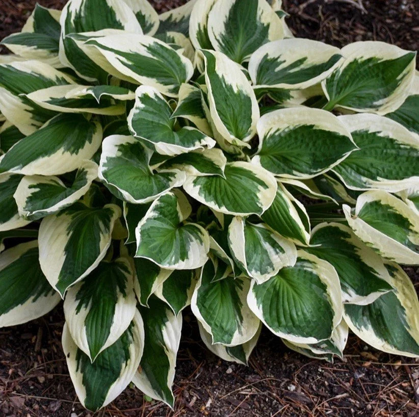 Hosta Patriot Bare Root Plants - Medium Clumping Perennial with Green & White Foliage, Shade Tolerant