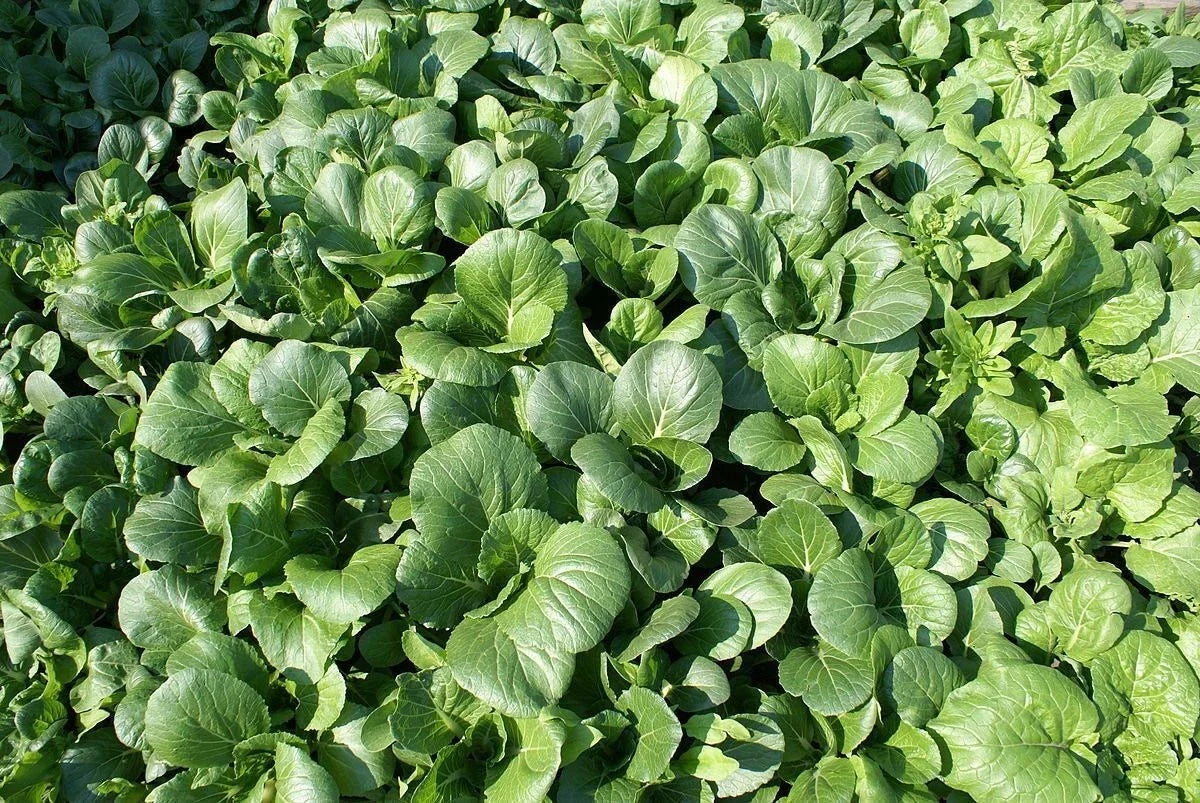 Tat Soi Seeds - Heirloom Non-GMO Brassica rapa subsp. narinosa Vegetable Seeds for Home Garden