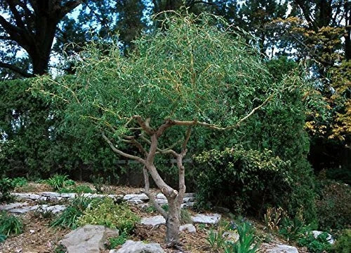 Corkscrew Willow Tree Cuttings - Salix babylonica 'Tortuosa' - 2 Pack Live Branches