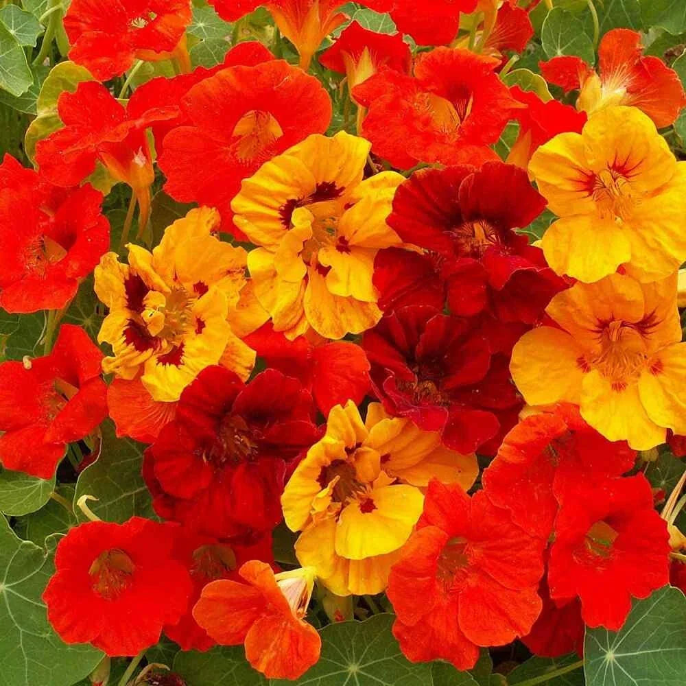 Nasturtium Seeds 40 Count Jewel Mix Tropaeolum Majus Annual Flower