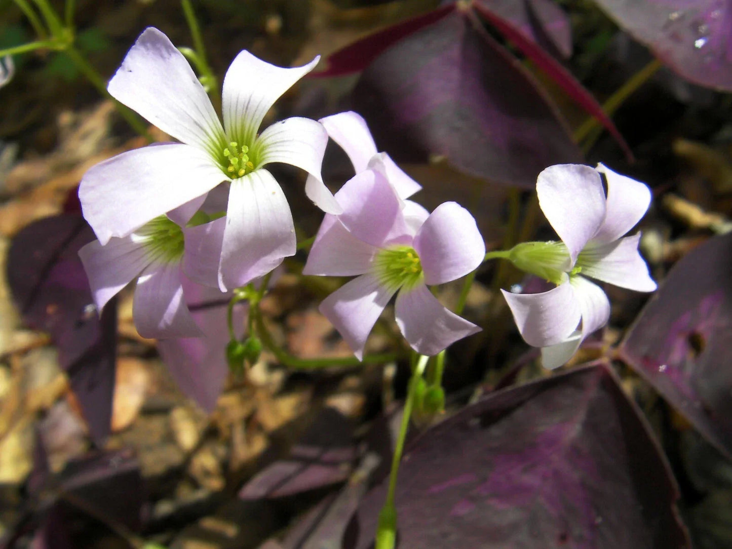Purple Shamrock Rhizomes - 6 Roots - Edible Oxalis Triangularis Plant