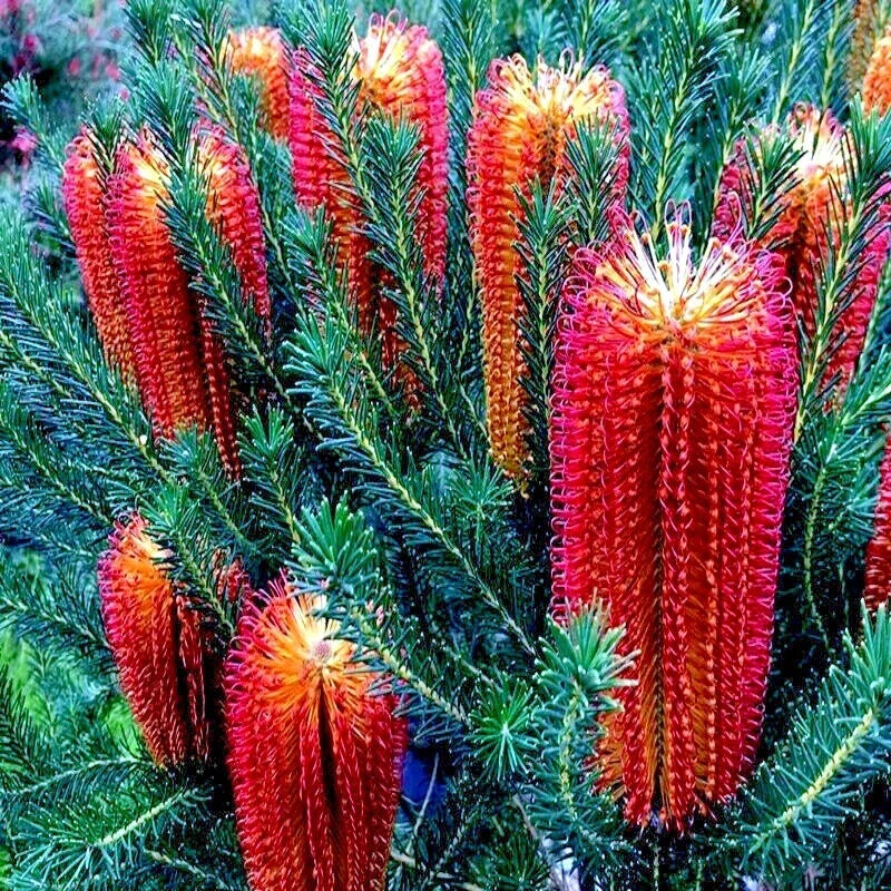 Banksia ericifolia "Little Eric" Tree Seeds – Rare Fireworks Flowering Variety, Perennial Bush, Full Sun, Well-Draining Soil, 5 Seeds