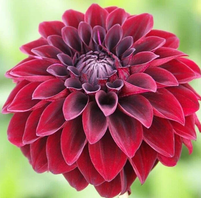 Dahlia 'Arabian Night' Live Plant Bulb Tuber, Burgundy Red Black, Decorative Flower, Butterfly Attractant, Full Sun