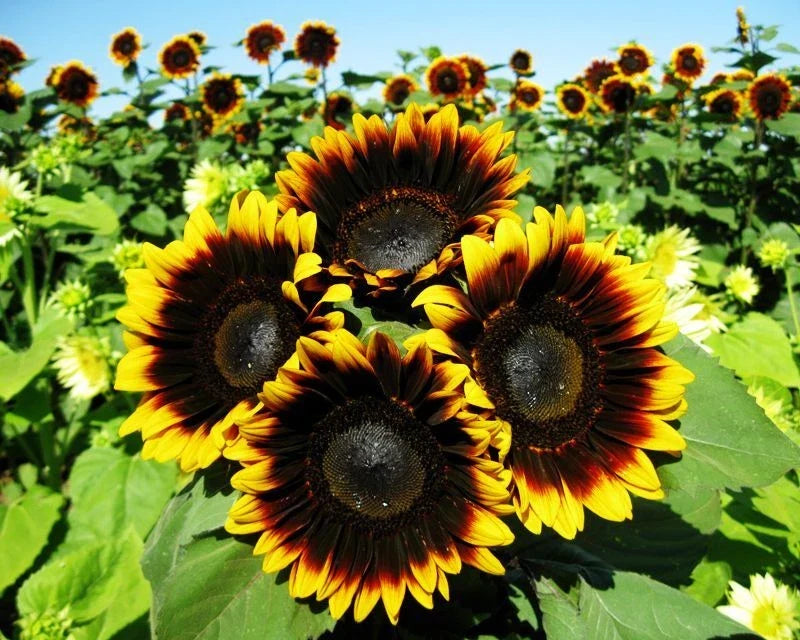 Pro Cut Bi-Color Sunflower Seeds Pack of 50 | Vibrant Yellow and Orange Helianthus annuus for Garden & Cut Flowers