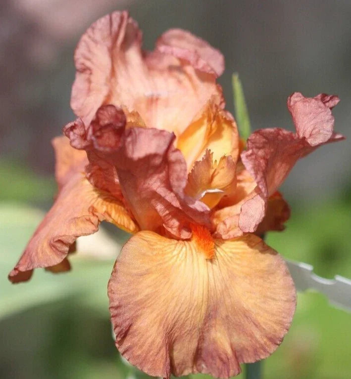 Iris Rhizome - Copper Classic - Iris Germanica - Hardy Perennial Flower Plant for Garden Beds and Borders