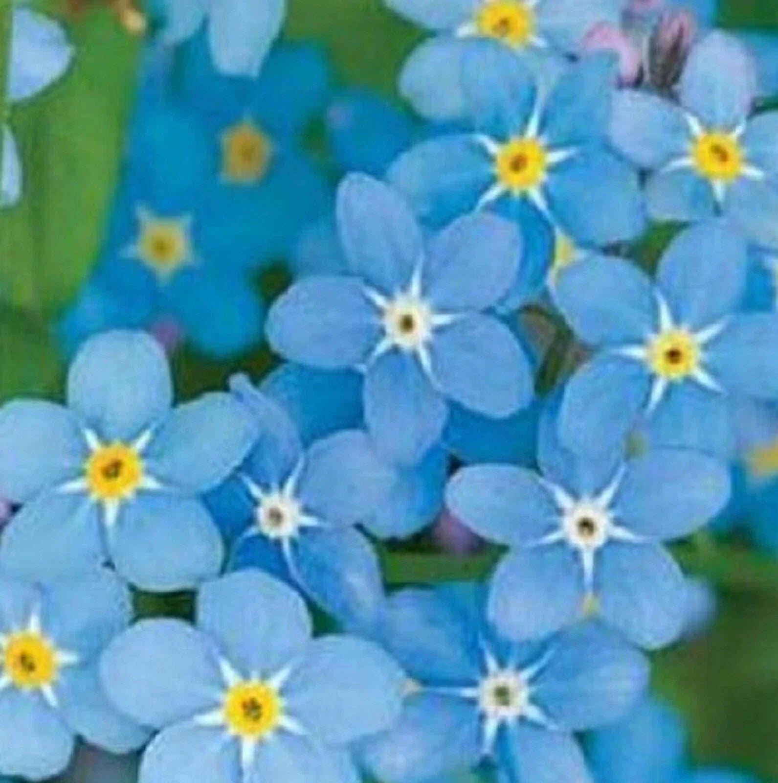 Chinese Forget Me Not Seeds - 200 Pack, Blue Flowers, Myosotis asiatica, Annuals for Gardens & Containers