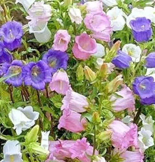 Canterbury Bells Flower Seeds 300+ Cup and Saucer Mix - Campanula Bell Flowers
