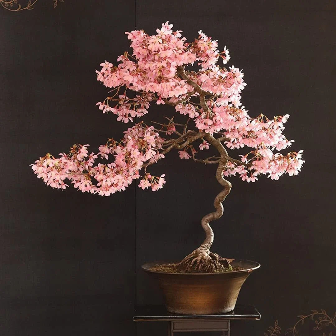 Japanese Flowering Cherry Blossom Bonsai Seeds - 20 Pink Prunus serrulata Seeds for Indoor & Outdoor Gardening