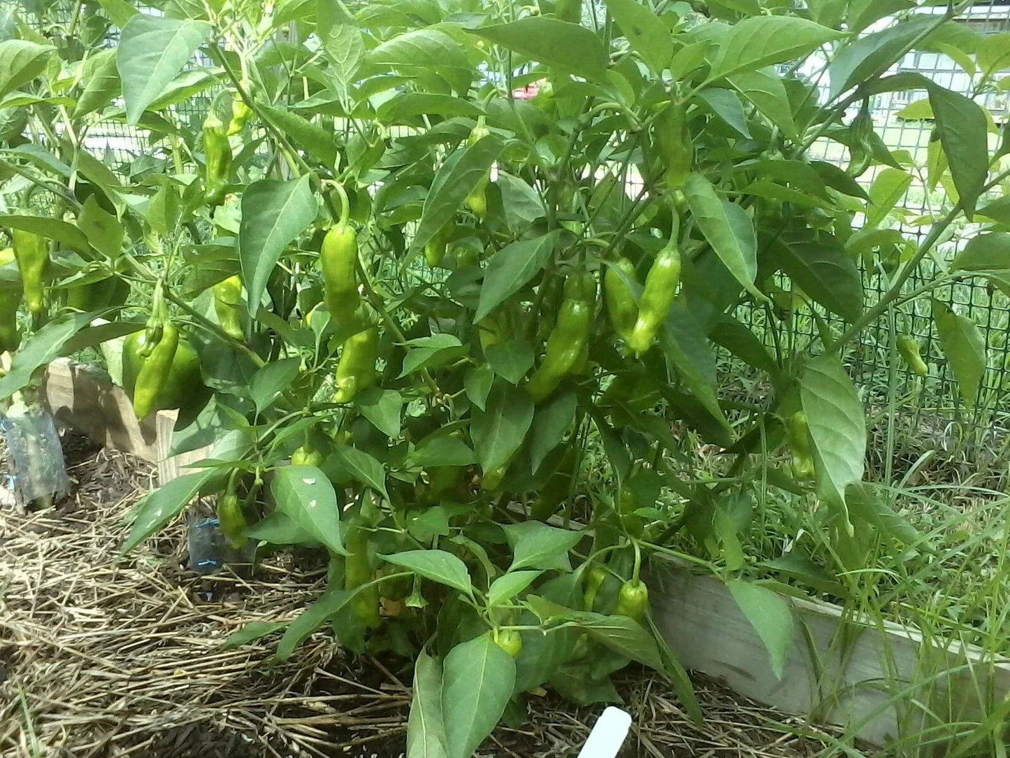 Pepper Seeds - Italian Sweet Pepperoncini - Capsicum annuum - Non-GMO Heirloom for Home Gardening, Mild, Vibrant Yellow-Green