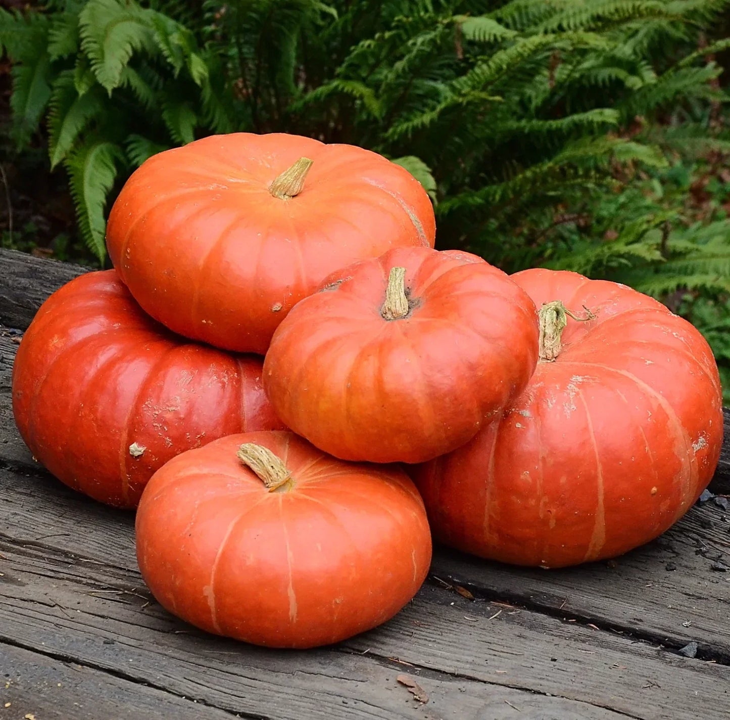Cinderella Pumpkin Seeds - 10 Organic Heirloom Non-GMO Seeds for Planting