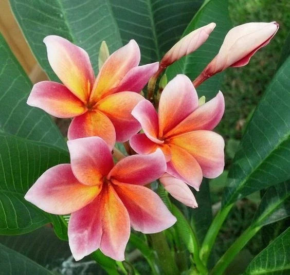 Plumeria Seeds - 5 Orange Pink Flower Hawaiian Perennial Frangipani - Plumeria rubra