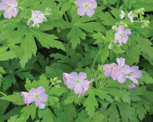 Cranesbill Wild Geranium Bare Roots - 10 Pack Perennial Wildflower - Geranium maculatum for Borders & Natural Gardens