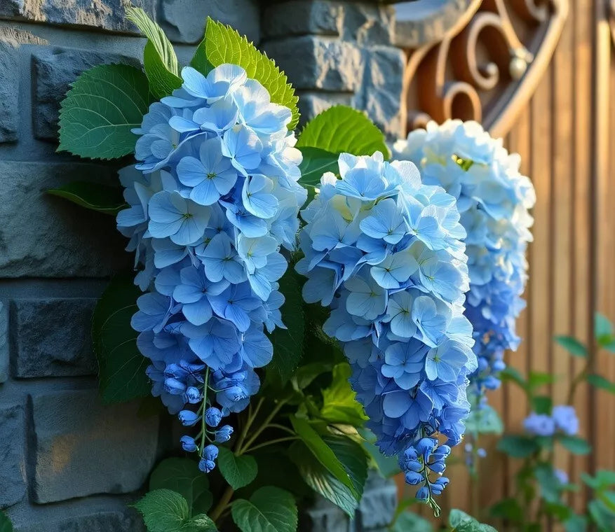Blue Weeping Wisteria Vine Seedling - 1 Year, Blue Flowers, Wisteria sinensis, Garden Climber, Fast-Growing, Vertical Plant