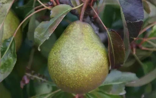 Winter Nelis Pear Seeds, Pyrus communis, Organic Heirloom, Fruit Tree Seeds for Planting, USA Grown