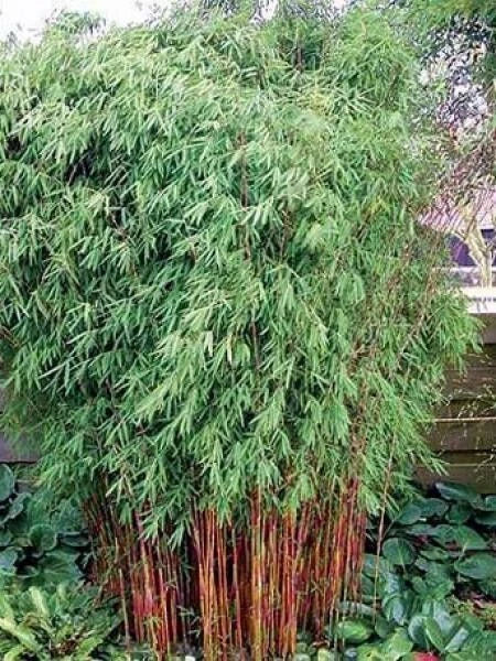 Red Dragon Bamboo Seeds - Clumping Privacy Screen, Shade Garden, Phyllostachys rubromarginata, 50 Seeds