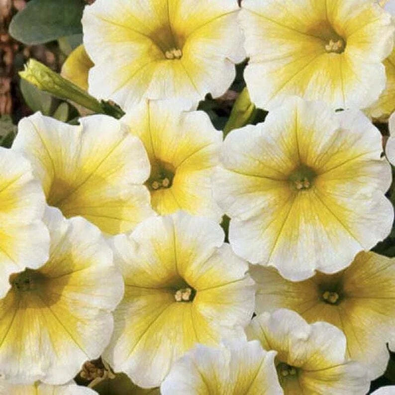 Petunia Seeds - 50 Yellow White Hybrid for Containers, Hanging Baskets, Window Planters - Petunia x atkinsiana