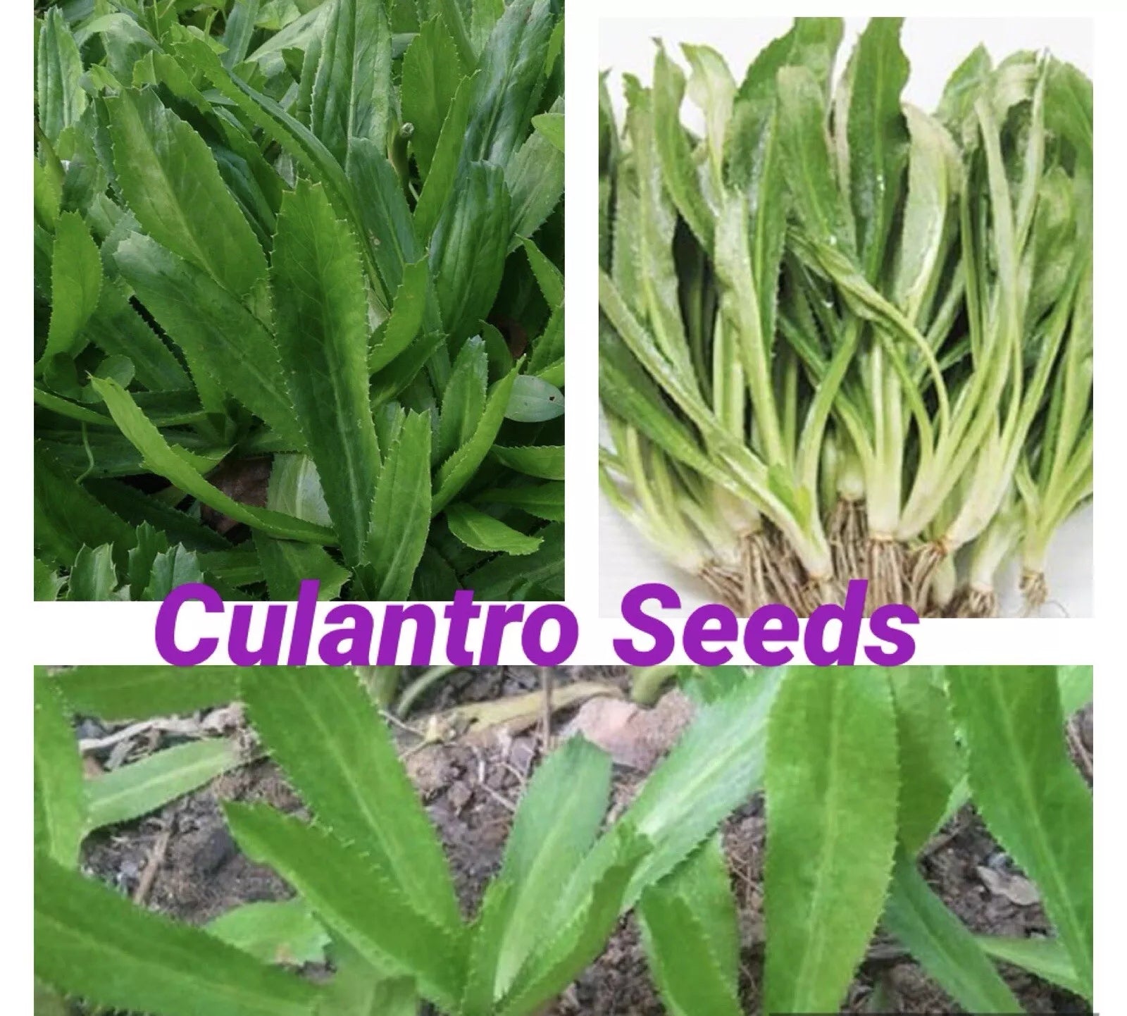 Culantro Seeds 500+ for Planting, Eryngium foetidum, Culinary Herb, Non-GMO, Fast-Growing, Indoor & Outdoor Gardening