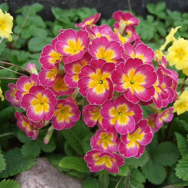 Primula Mala Pink Seeds, 100 Count, Bright Pink Flowers, Primula mala, Garden Flower Seeds