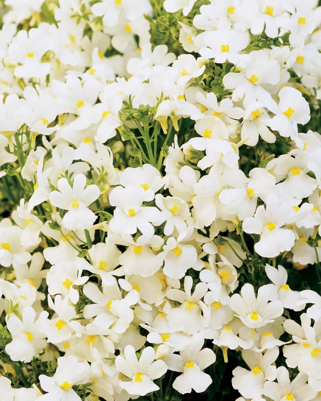 Nemesia Seeds - 150 Count Packet - Poetry Innocense White - Perennial Cape Snapdragon