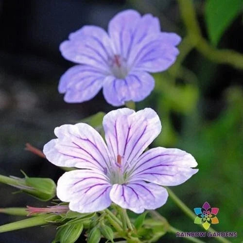 Hexham Big Eyes Geranium Seeds - Pink Flowers, Pelargonium hortorum, Garden Planting, Perennial, Easy to Grow