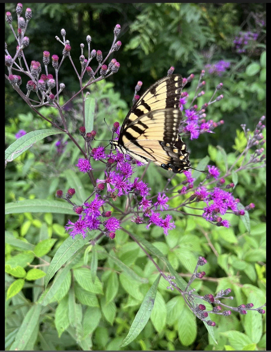 Live Bare Root Joe Pye Plant, Eupatorium purpureum, Perennial Flowering Plant, Butterfly Attractant, Fast Growing, 4 Rhizomes