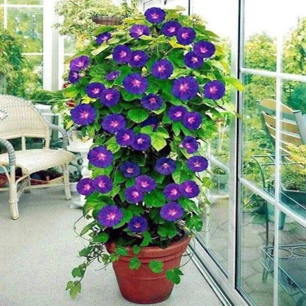 Purple Morning Glory Flower Vine Seeds – Ipomoea purpurea Climbing Plant for Gardens & Trellises – 20 Seeds