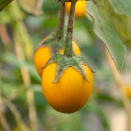 Golden Eggs Eggplant Seeds - Small Ornamental Yellow Fruit - Solanum melongena for Container Gardening