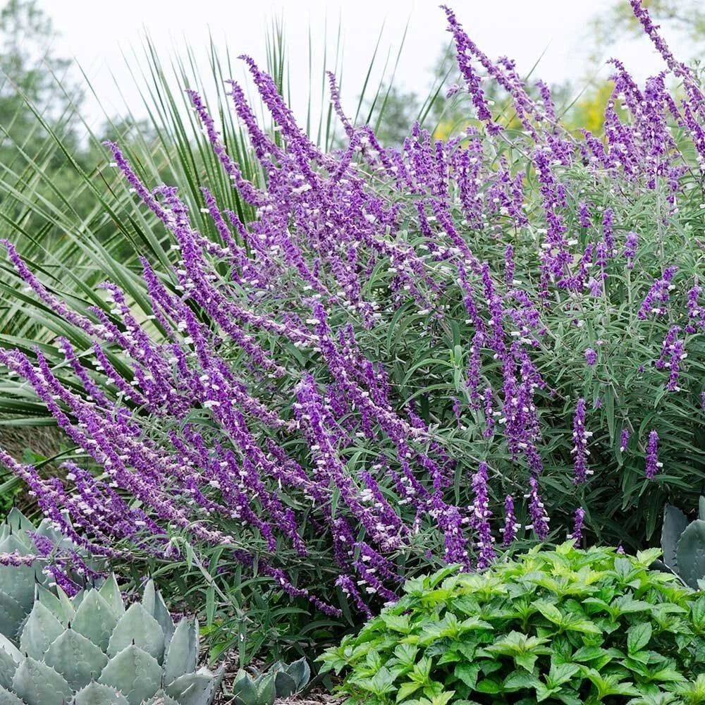 Leucantha Salvia Seeds | Perennial Flower Seeds | Hummingbird & Butterfly Attracting | Salvia leucantha | 50 Seeds