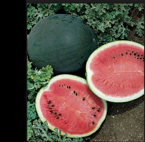 Sugar Baby Watermelon Seeds – Heirloom Non-GMO, Compact Bush Variety, Sweet Citrullus lanatus, 25/50/100 Seeds