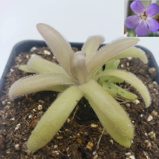 Pinguicula agnata x gypsicola Carnivorous Butterwort Plant 4-Inch Potted Indoor Garden Succulent