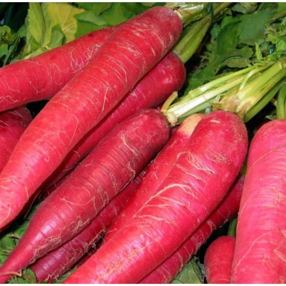 Radish Seeds Red Arrow Select - 1,000 Pink Daikon Microgreens Seeds, 40 Days to Harvest