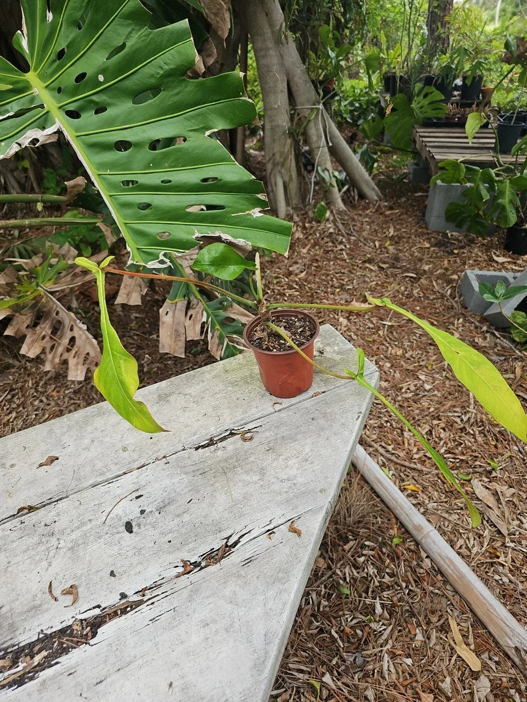 Philodendron Joepii - Well Rooted Tropical Houseplant in 5 Inch Pot