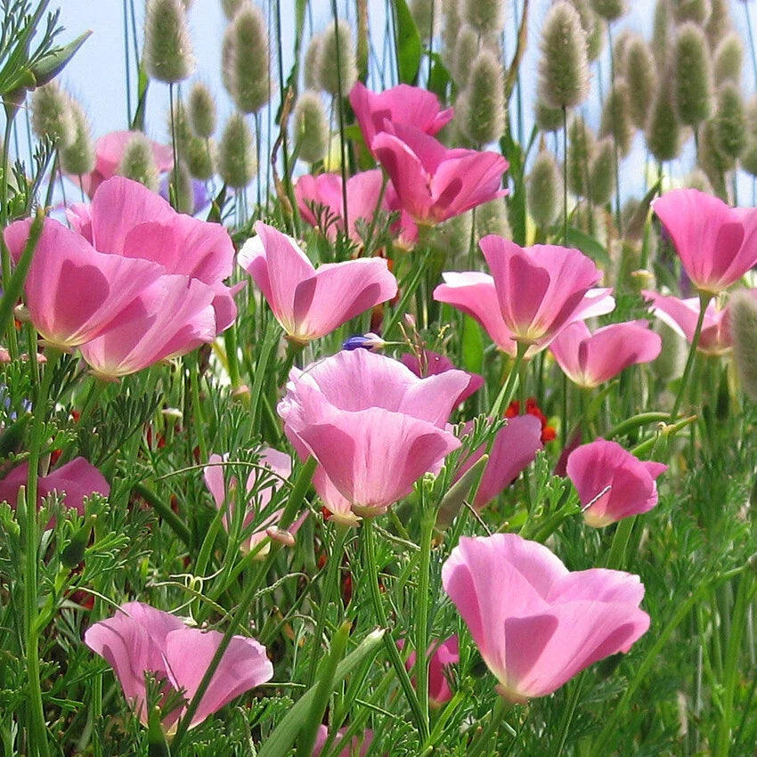 California Poppy Seeds - Lavender Pink Flowers - Purple Gleam Variety - Eschscholzia californica Seed Packet