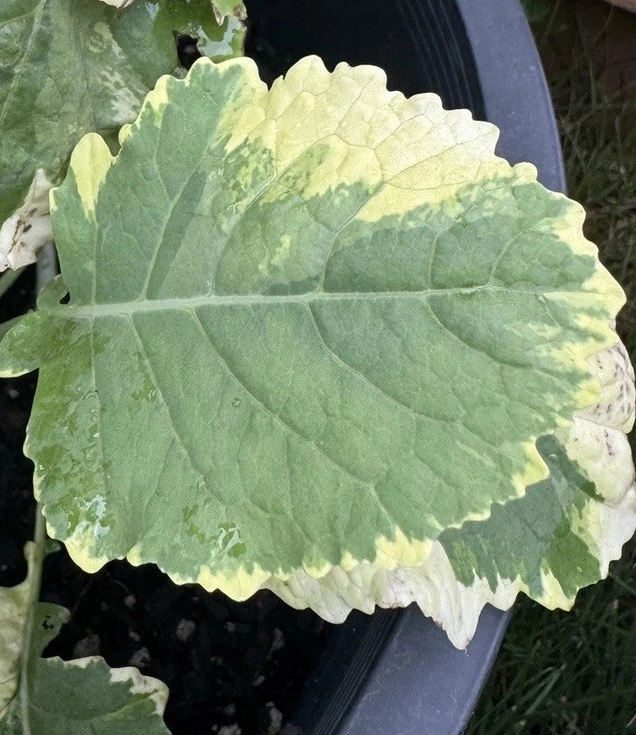 Tree Collards Cuttings - Organic Kosmic Kale Brassica oleracea - Perennial Leafy Green Plant Starter